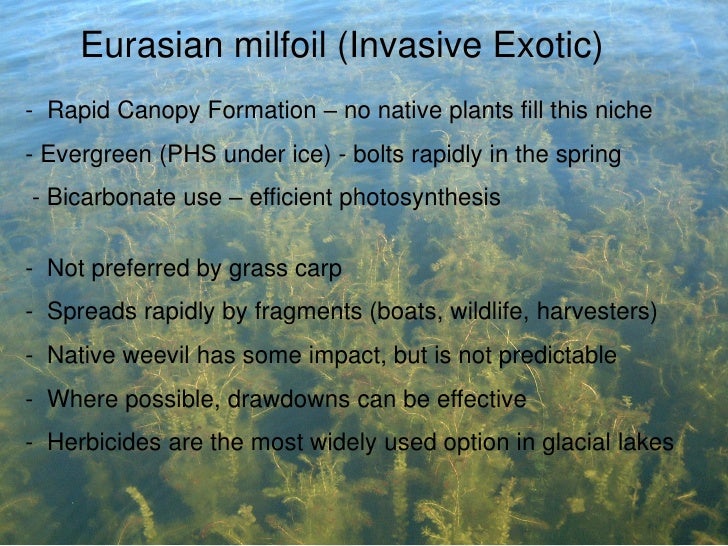 Реферат: Eurasian Milfoil Essay Research Paper We have